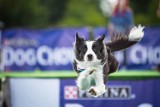 Dog Chow Disc Cup 2015: Latające psy 10 raz na Cytadeli w Poznaniu [ZDJĘCIA]