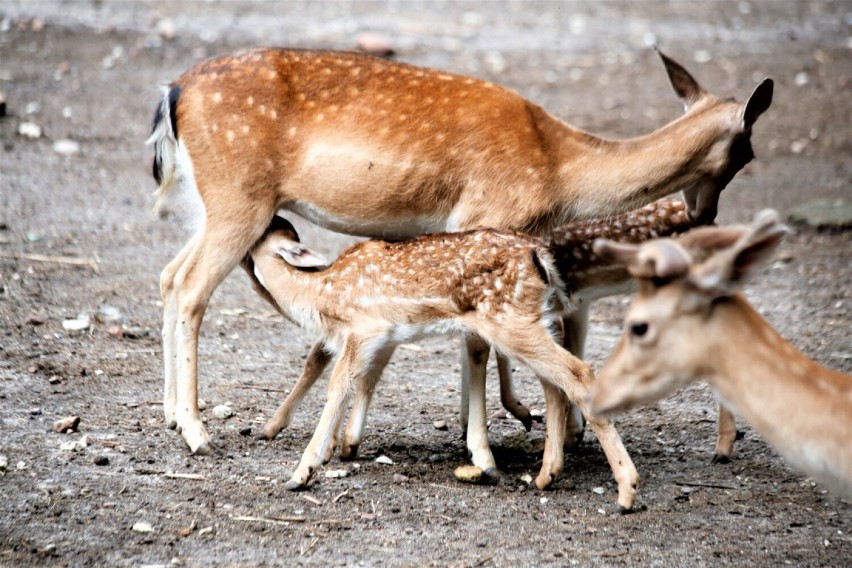 11 danieli urodziło się w mini zoo w Koninie