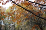 Park Zielona w Dąbrowie Górniczej w jesiennych barwach [ZDJĘCIA]