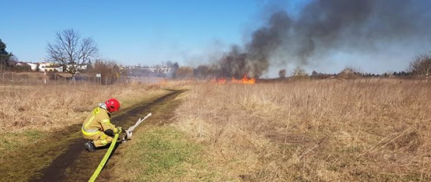 Szamotuły. Strażacy ujęli mężczyznę, który podpalił trawy [FOTO]