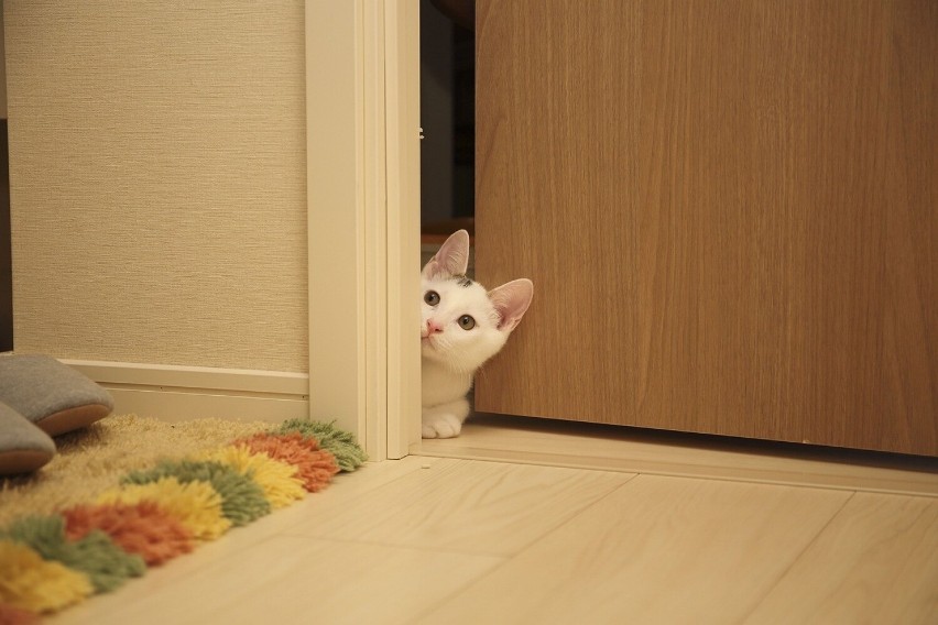 Jeśli wracasz do domu, a kot czeka pod drzwiami, oznacza to,...