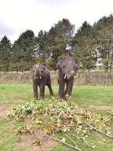Młode słonie w chorzowskim zoo zostaną powitane w sobotę