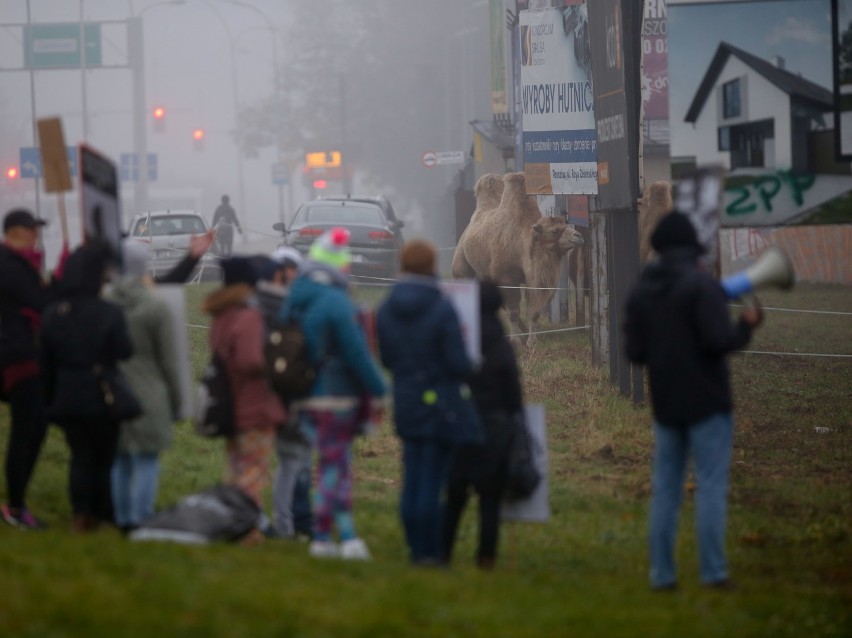 Pikieta obrońców praw zwierząt w Rzeszowie pod Cyrkiem Arena 