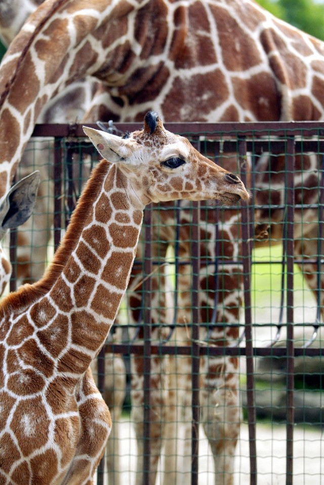 Do zoo w Borysewie trafią dwie żyrafy siatkowane