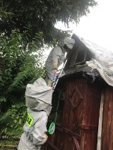 Plaga szerszeni w powiatach bocheńskim i brzeskim, strażacy mają pełne ręce roboty [ZDJĘCIA]