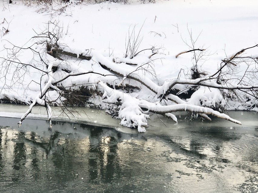 Wisłok w Krośnie w śnieżnej scenerii. Zima maluje nad rzeką urokliwe pejzaże [ZDJĘCIA]