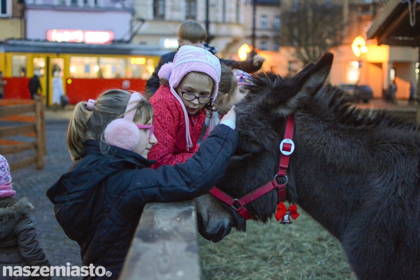 Zwierzęta trafiły do bożonarodzeniowej szopki na grudziądzkim Rynku [wideo, zdjęcia]