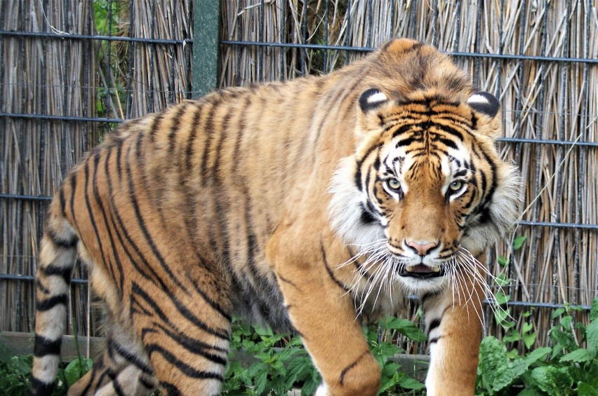 Zwierzęta z ZOO w Łącznej można oglądać przez cały rok....