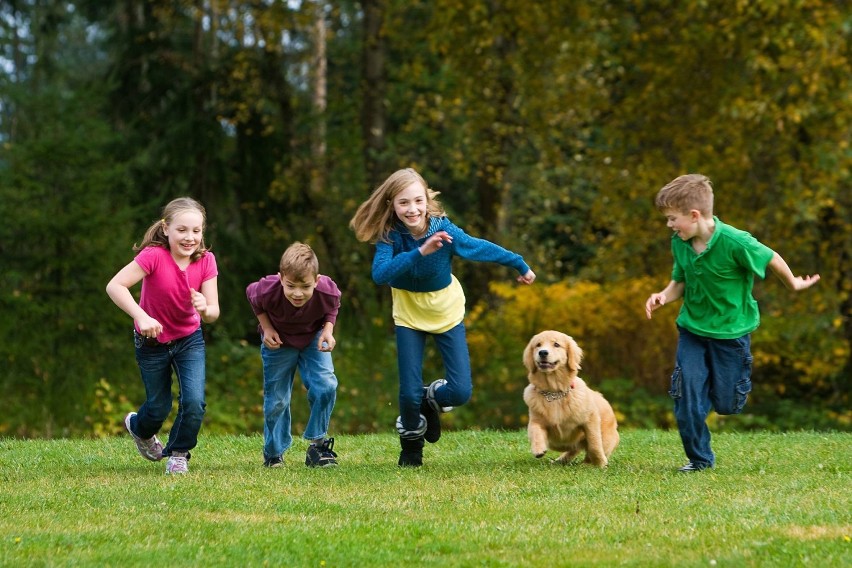 Hodowla golden retriever Warszawa i okolice