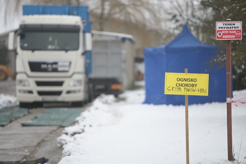 W Linowie w powiecie grudziądzkim wykryto ptasią grypę....