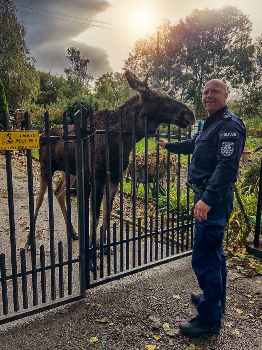  Żuławy. Nowodworski policjant mł. asp. Dariusz Kwapisz przejął się losem zagubionego młodego łosia | FOTO, WIDEO