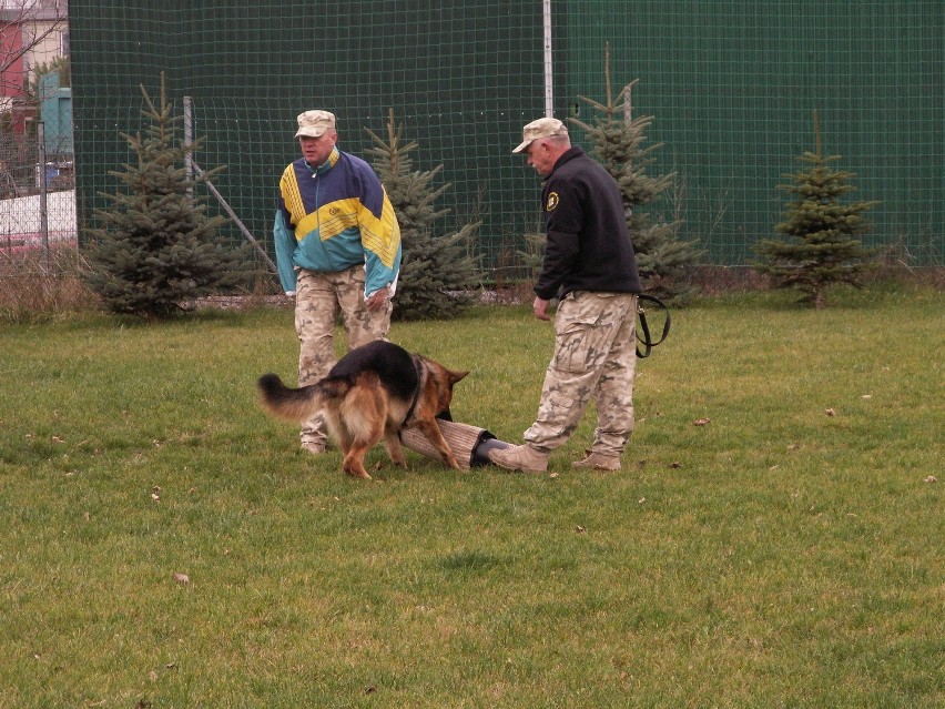 Szkolenie w Tarnowie Podgórnym. Chociaż  pies ważył 37...