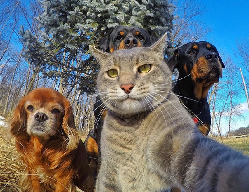 Najśmieszniejsze zwierzęta, które zrobiły sobie selfie. Jest...