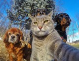 Najśmieszniejsze zwierzęta, które zrobiły sobie selfie. Jest na co popatrzeć! [ZDJĘCIA]