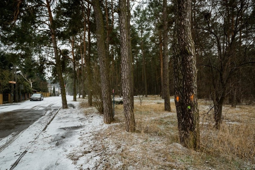 Las przy ul. Wiśniowej na Miedzyniu wyrasta między domkami...