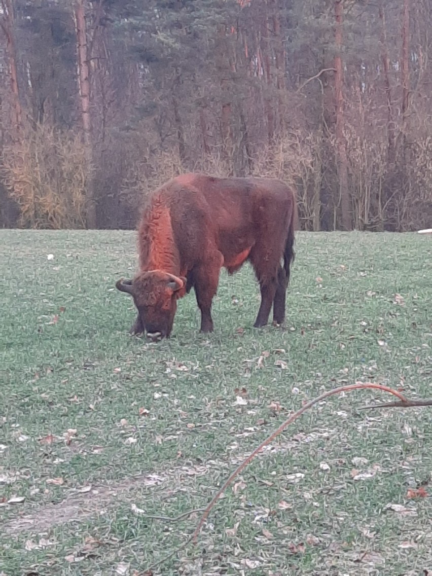 Żubr pod Skokami. Udało się sfotografować zwierzę  [ZDJĘCIA]