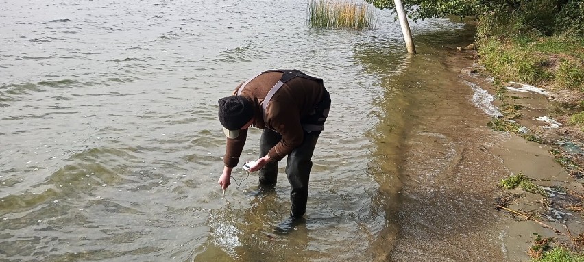 Pracownicy Wigierskiego Parku Narodowego zarybili jezioro Wigry sieją [Zdjęcia]