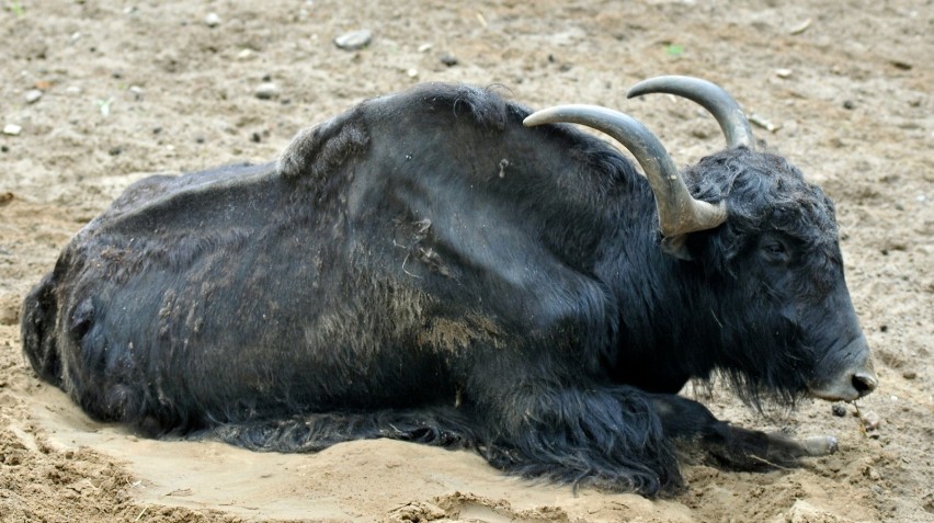 Zoo Warszawa szuka imienia dla małego jaka