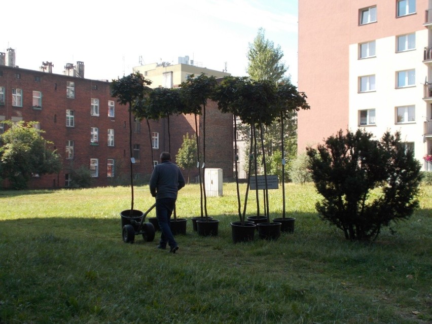 Program Aktywności Lokalnej w Bytomiu: Nowe drzewka w Rozbarku