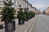Choinki w centrum. Ponad 200 świątecznych drzewek stanęło na Nowym Świecie i Świętokrzyskiej