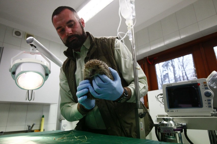 Ośrodek Rehabilitacji Dzikich Zwierząt w Łodzi ma nową salę operacyjną dzięki BO [ZDJĘCIA]