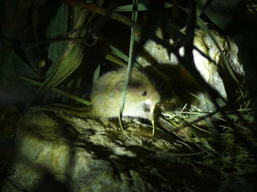 Zoo Poznań: Mieszka tu badylarka - najmniejsza mysz w Polsce