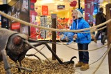 Wystawa gigantycznych owadów we Wrocławiu. Zobacz ogromną pchłę czy gąsienicę [zdjęcia]