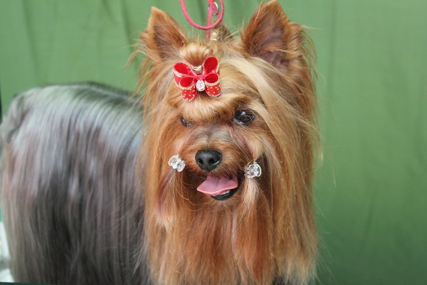 ADRIATIC Royal Monarch - Yorkshire Terrier