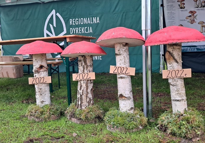 Wielkie Grzybobranie w lasach koło Bornego Sulinowa [zdjęcia]