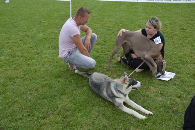 Psie piękności walczą o Puchar Świata w Mniszkowie