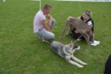 Psie piękności na Międzynarodowej Wystawie Psów Rasowych w Mniszkowie walczą o Puchar Świata WCHSA (foto+film)
