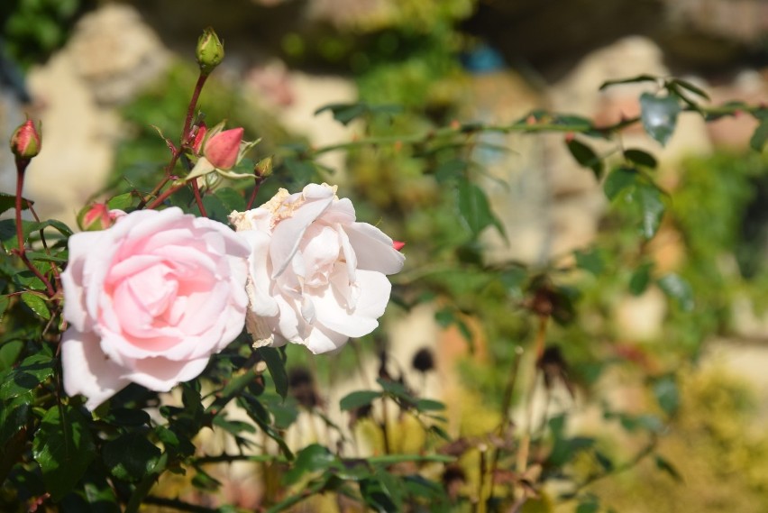 Ogród różańcowy przy kościele bł. Karoliny w Tychach