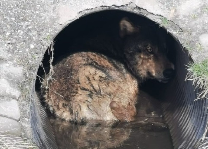 Ranny wilk w wypadku w Machowej. Trwa akcja ratunkowa