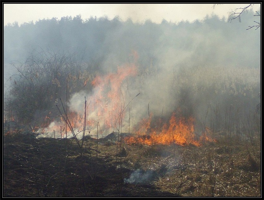 Pożary traw w powiecie zawierciańskim 2015