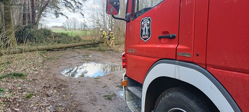 Strażacy z powiatu kwidzyńskiego przez kilka dni usuwali...