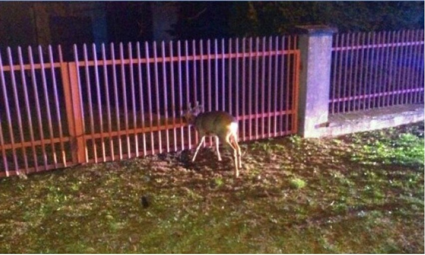 Bobrek. Koziołek utknął w ogrodzeniu