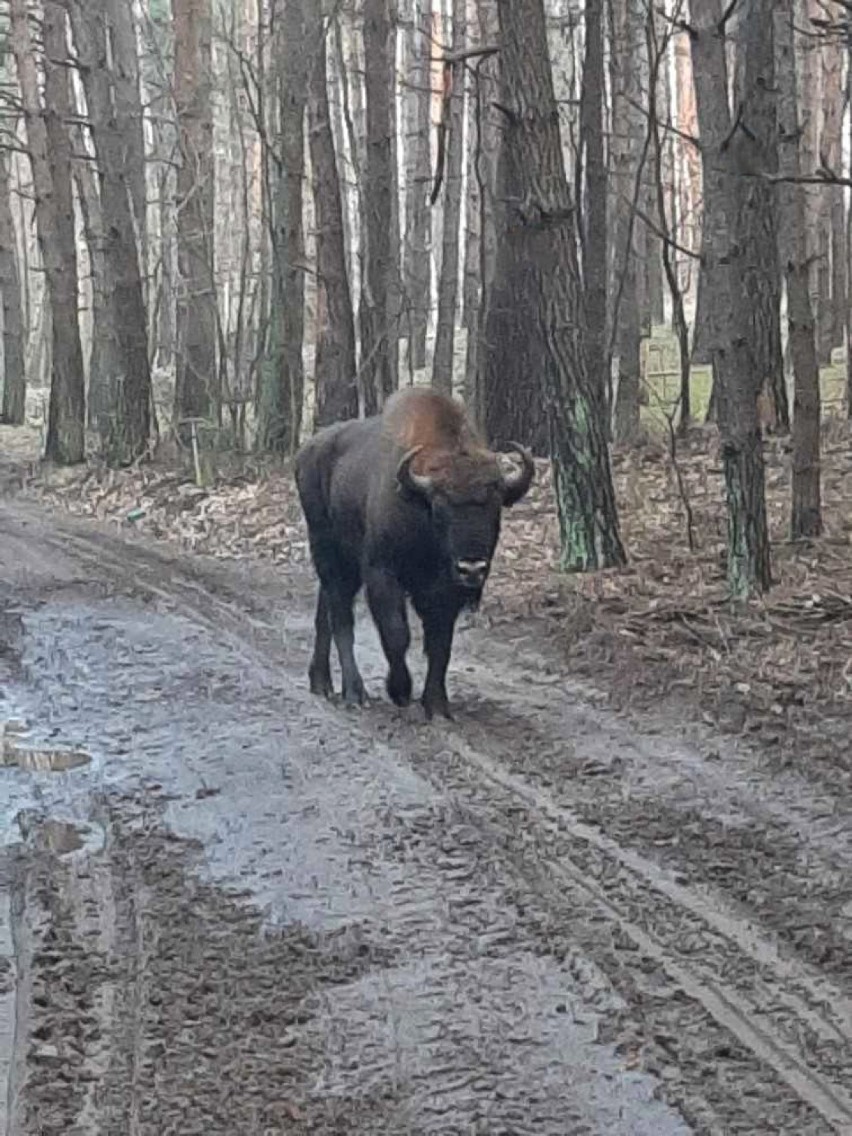 Żubr pojawił się za granicą powiatu gnieźnieńskiego!