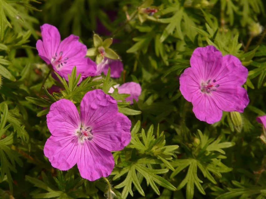 Bodziszek czerwony (Geranium sanguineum) rośnie dziko w...