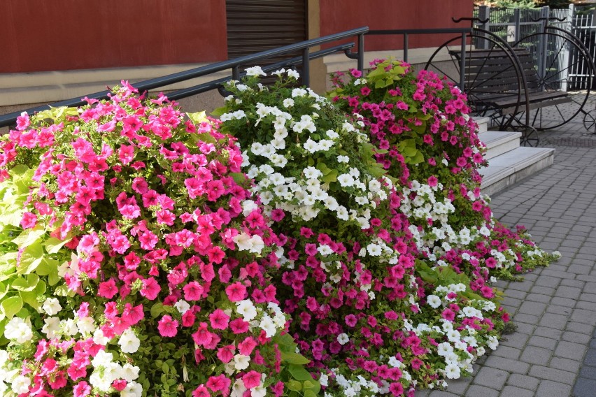 Kolorowe kwiaty zdobią ulice, miejsca przy urzędach, skwery....