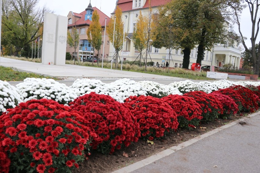 W Wągrowcu powstają dekoracje z chryzantem wykupionych od lokalnych producentów 