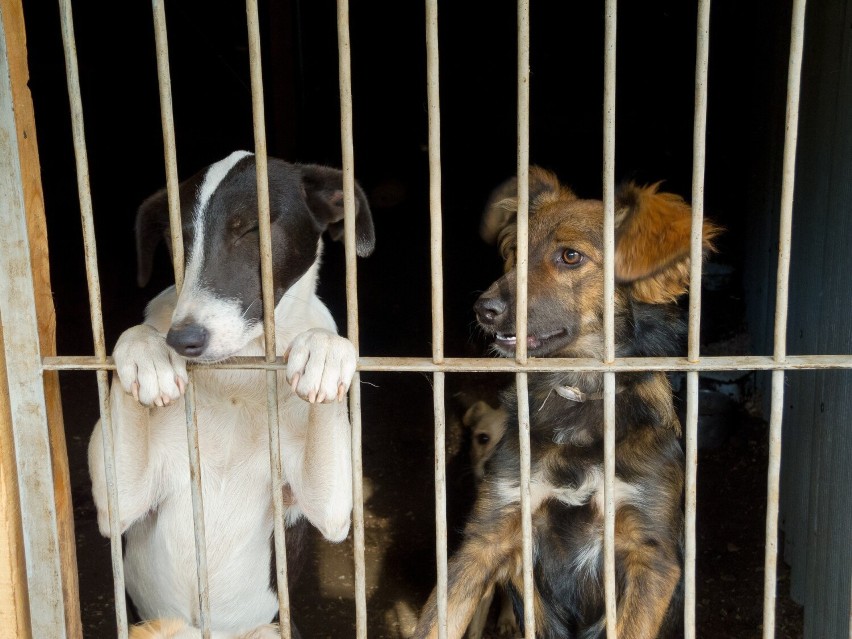 Fundacja Judyta poszukuje domów tymczasowych dla psów