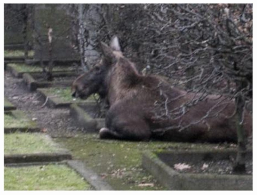 Łoś na Woli przy ulicy Redutowej