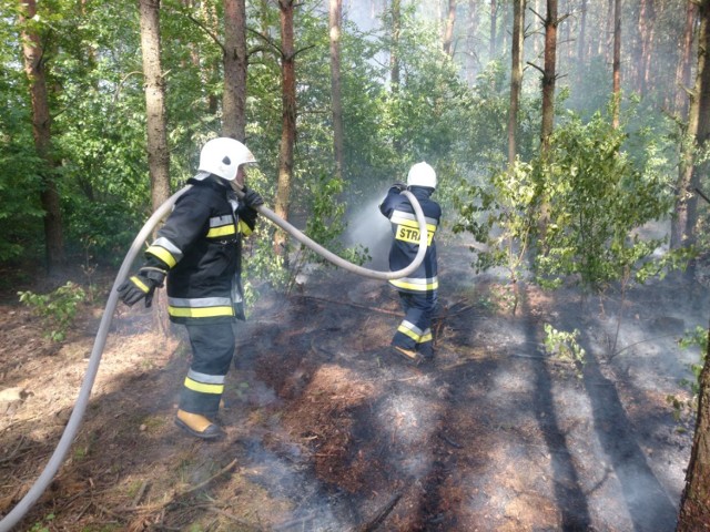 Strażacy z Kalisza i powiatu kaliskiego ćwiczyli gaszenie pożarów lasów