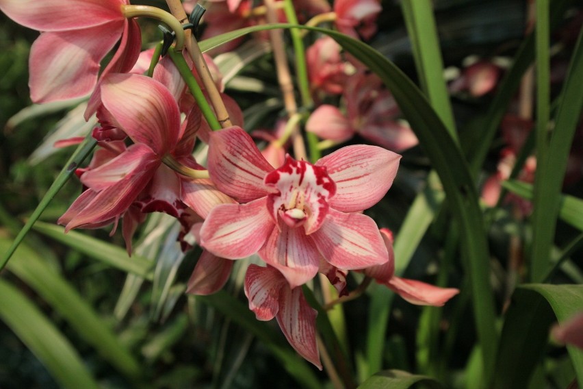 Wystawa storczyków w Ogrodzie Botanicznym w Łodzi PROGRAM