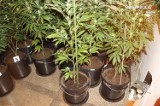 Dwie plantacje marihuany w Rybniku zlikwidowane! Konopie indyjskie uprawiano w domach! ZDJĘCIA