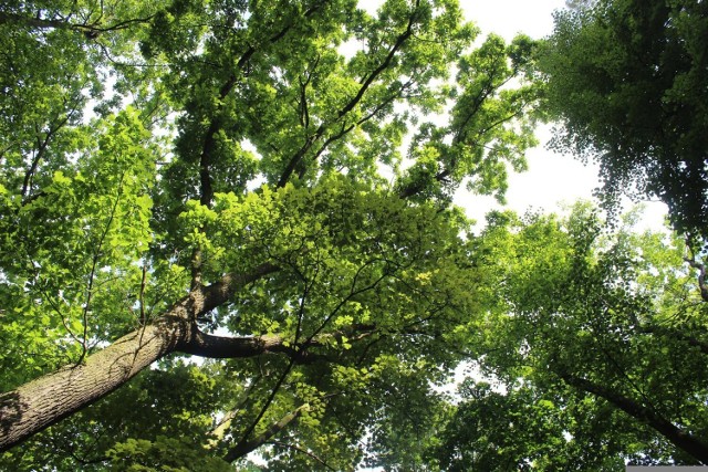 Nowe drzewa pojawią się w wielu parkach i przy ulicach we Wrocławiu