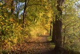 Jesienny spacer: Odkryj korzyści zdrowotne. Jak się przygotować do aktywności na świeżym powietrzu