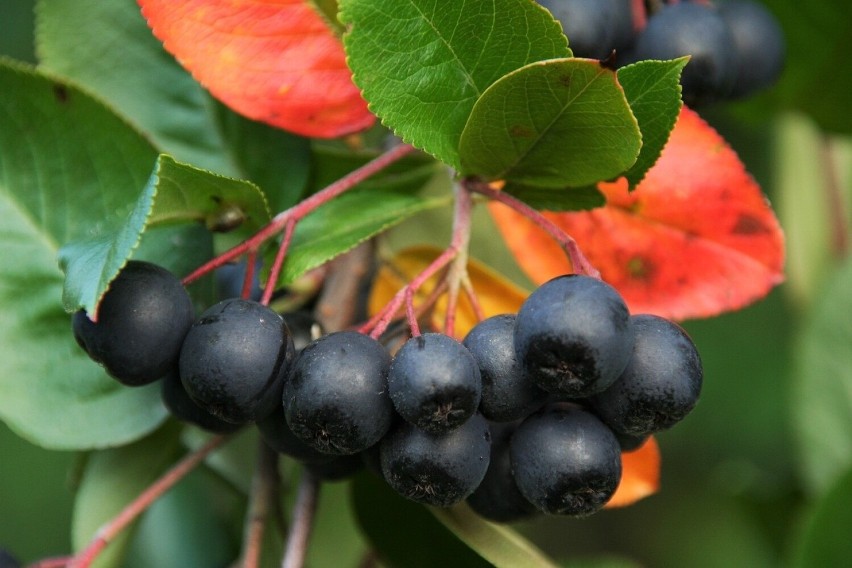 Aronia jest odporna aa choroby i działanie szkodników, co...