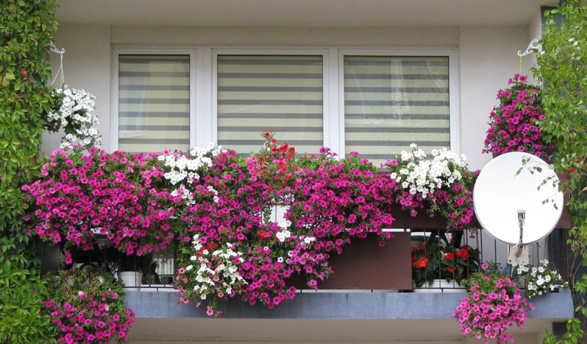Najładniej ukwiecony balkon w Częstochowie [FOTO]