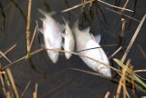 Pomór ryb w Boszkowie. Ponad 1,5 tony martwych wyłowił PZW z jeziora